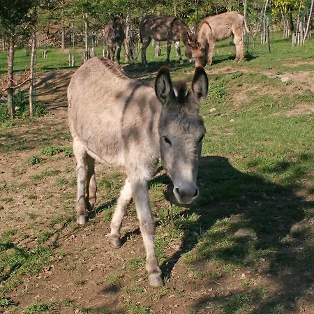 Podere Pian De' Cortini *