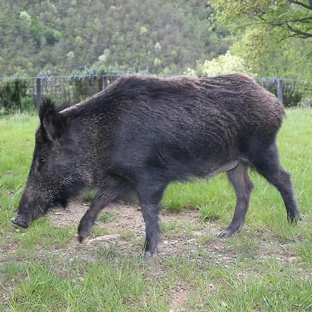 Farm stay Podere Pian De' Cortini Serravalle (Bibbiena)