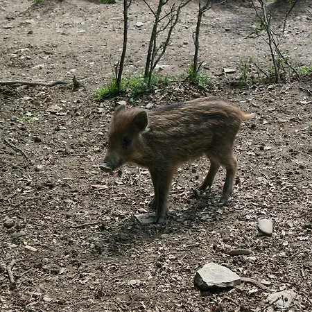 Podere Pian De' Cortini Serravalle (Bibbiena)