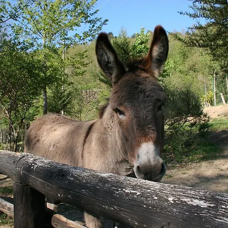 Podere Pian De' Cortini *