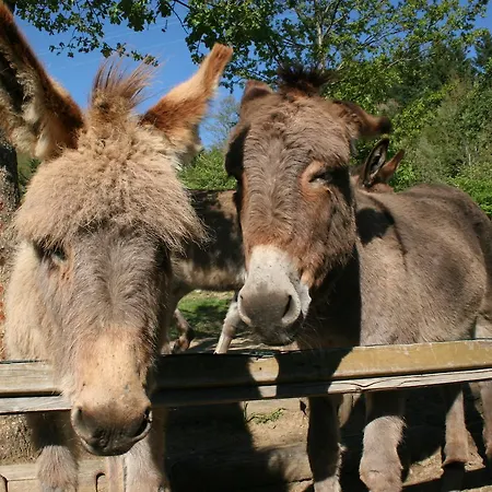 Podere Pian De' Cortini Serravalle (Bibbiena)